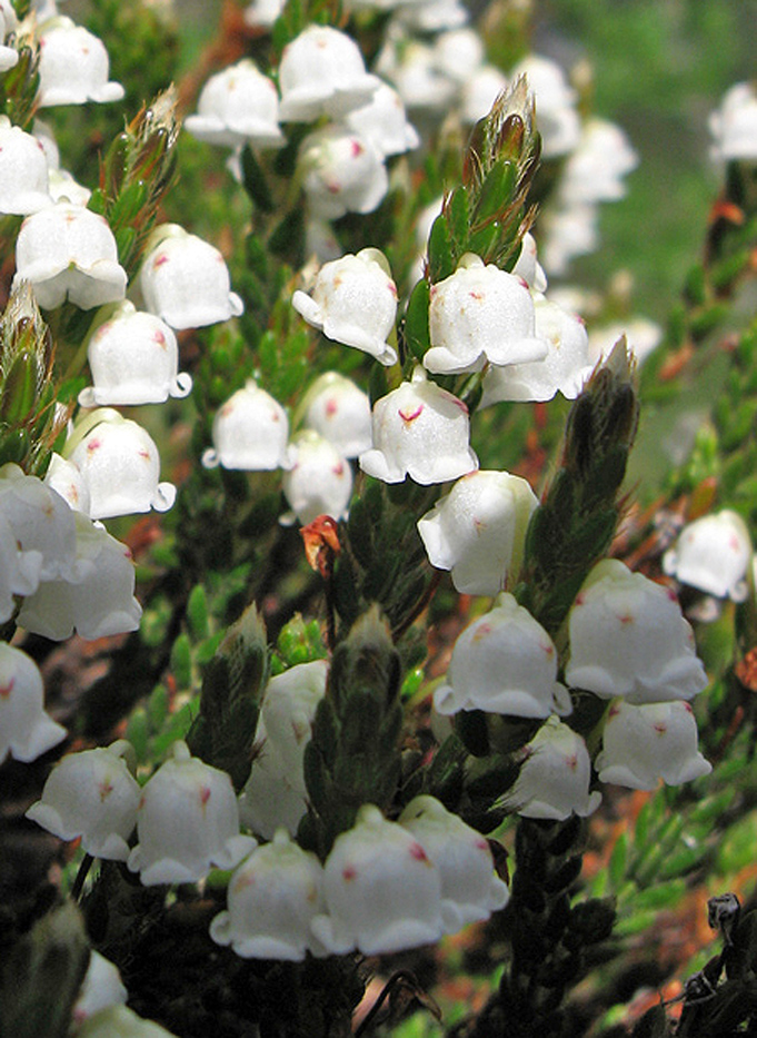 Изображение особи Cassiope ericoides.