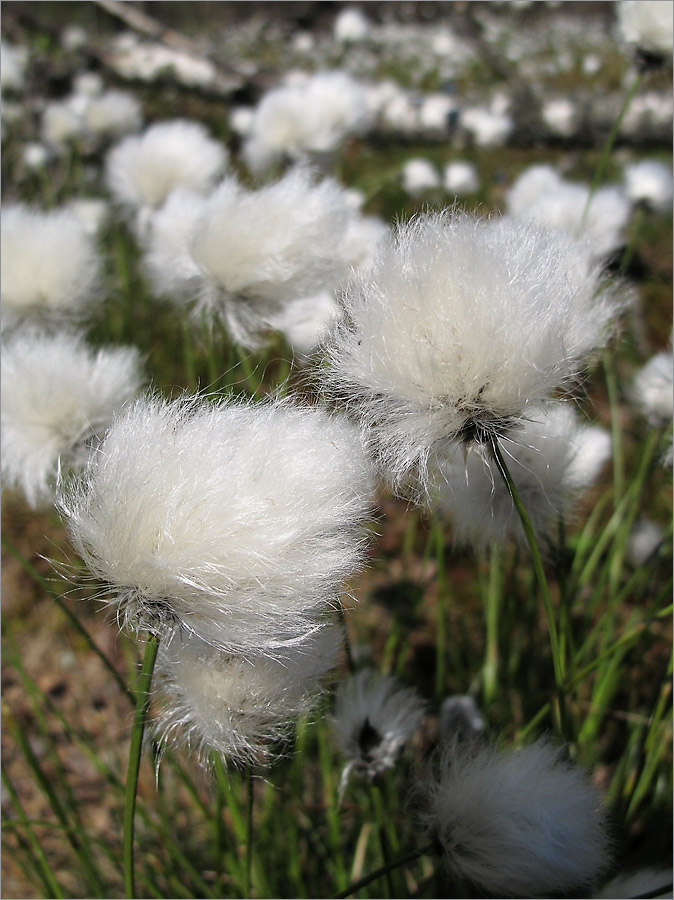 Image of Eriophorum vaginatum specimen.