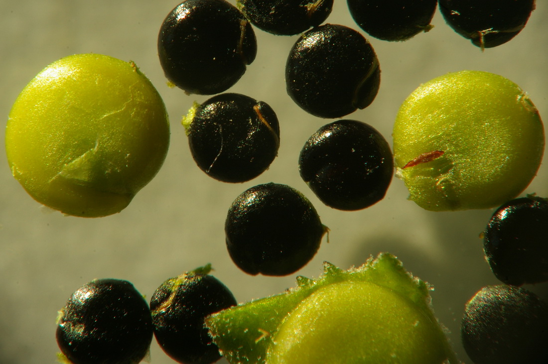 Image of Atriplex patula specimen.