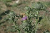 Cirsium vulgare. Верхушка растения с соцветиями. Восточный Казахстан, территория Маркакольского заповедника. Август 2008 г.