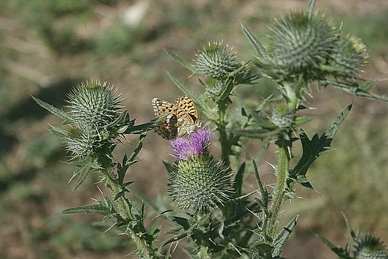 Изображение особи Cirsium vulgare.