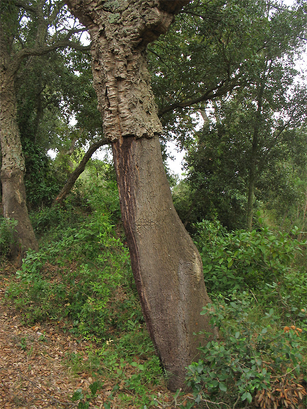 Изображение особи Quercus suber.