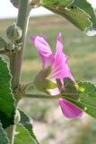 Alcea rhyticarpa