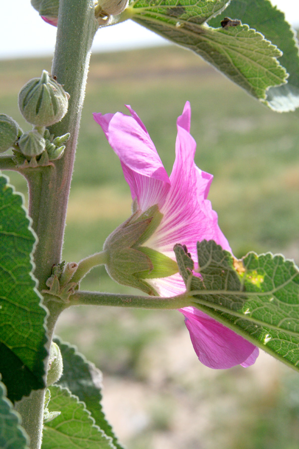 Image of Alcea rhyticarpa specimen.