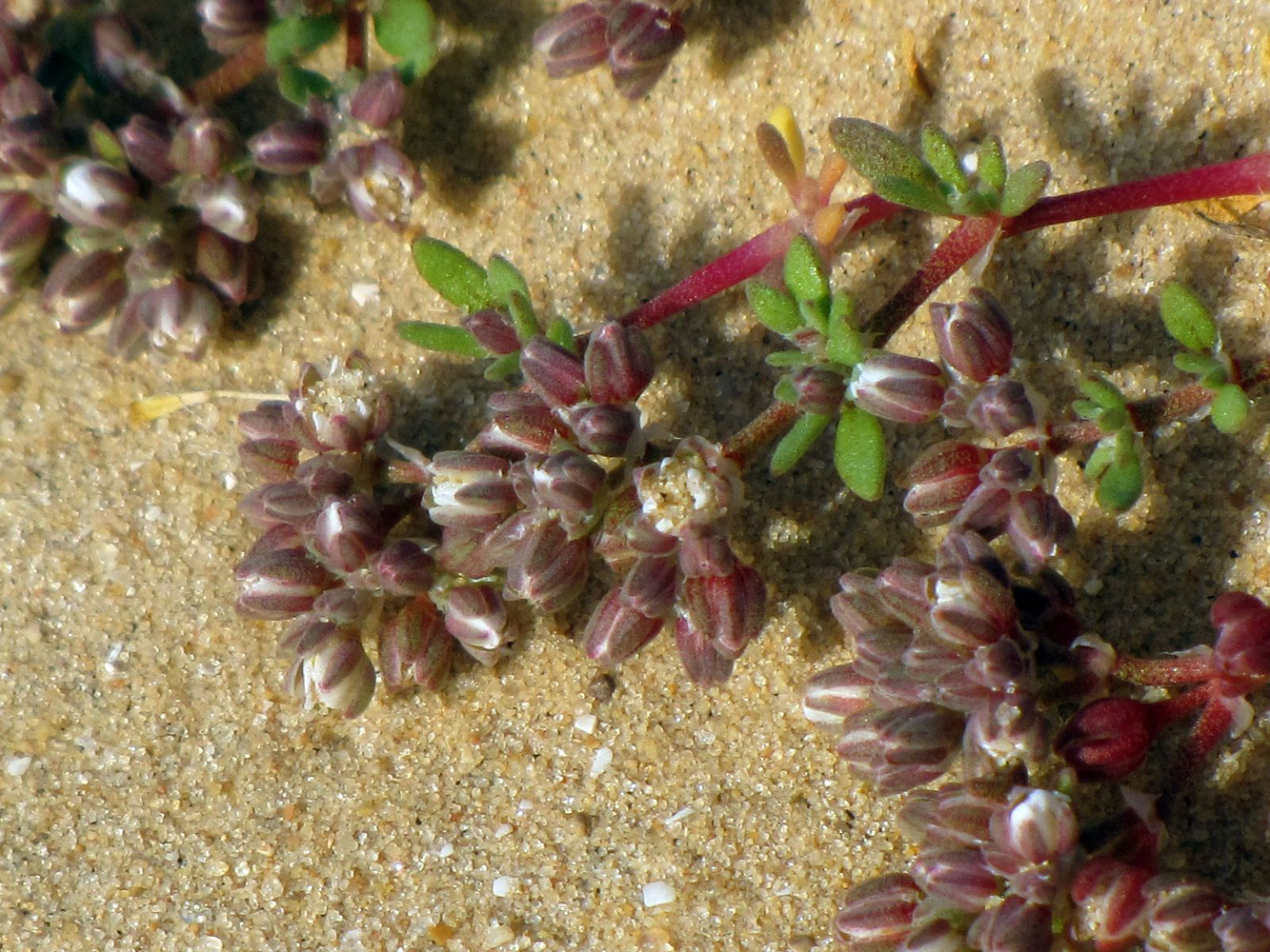 Image of Polycarpon succulentum specimen.