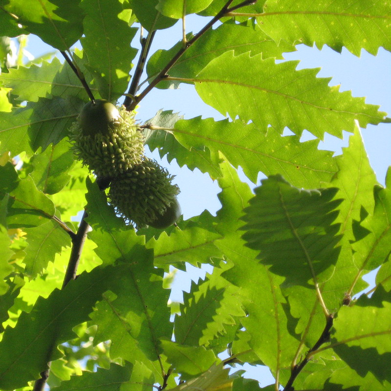 Image of Quercus castaneifolia specimen.