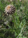 семейство Asteraceae. Нераспустившееся соцветие с фуражирующим муравьём. Испания, Наварра, биосферный заповедник Bardenas Reales, урочище Vedado de Eguaras, 26 мая 2012 г.