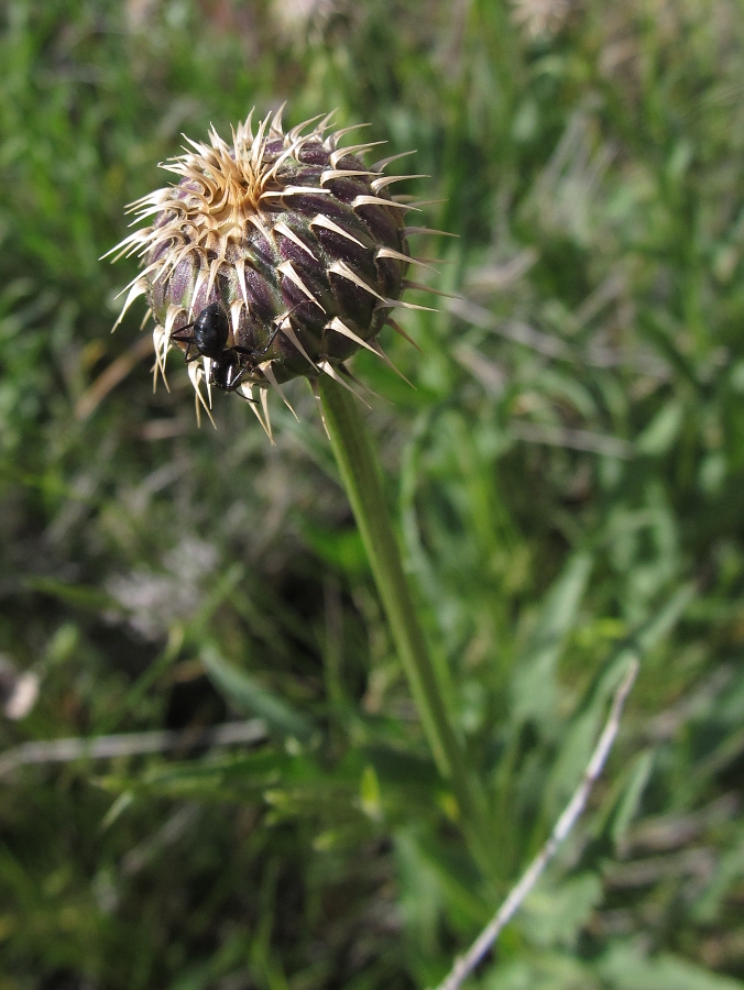 Изображение особи семейство Asteraceae.