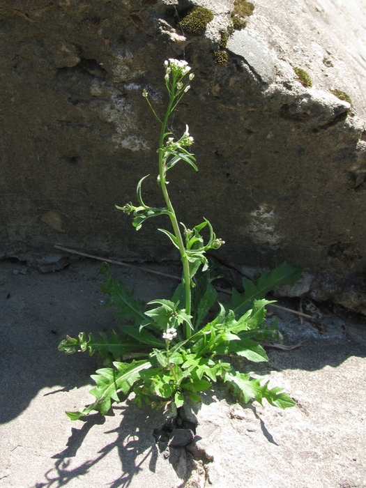 Image of Capsella bursa-pastoris specimen.