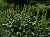 Rumex confertus