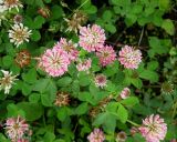 Trifolium hybridum. Часть куртины с соцветиями-головками (в верхнем левом углу вклинивается клевер ползучий). Украина, г. Киев, Южная Борщаговка, просп. Академика Королёва, спонтанный газон. 15 июня 2012 г.