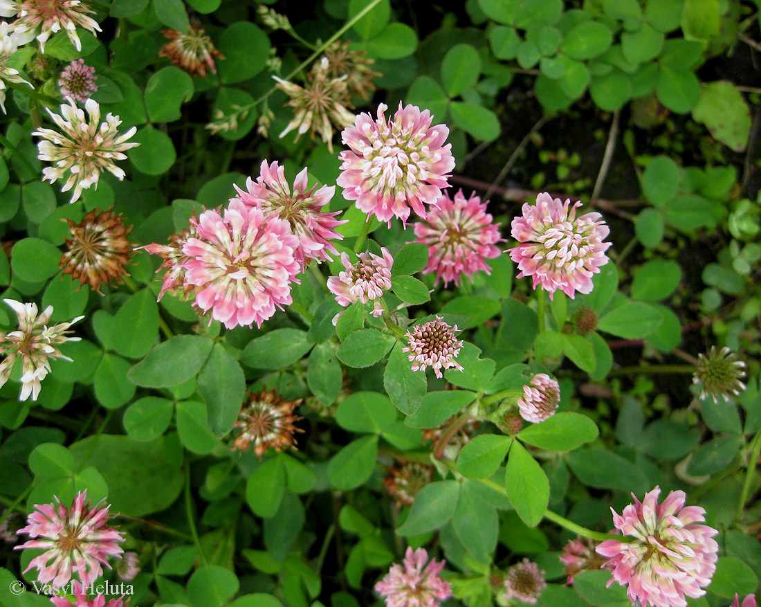 Изображение особи Trifolium hybridum.