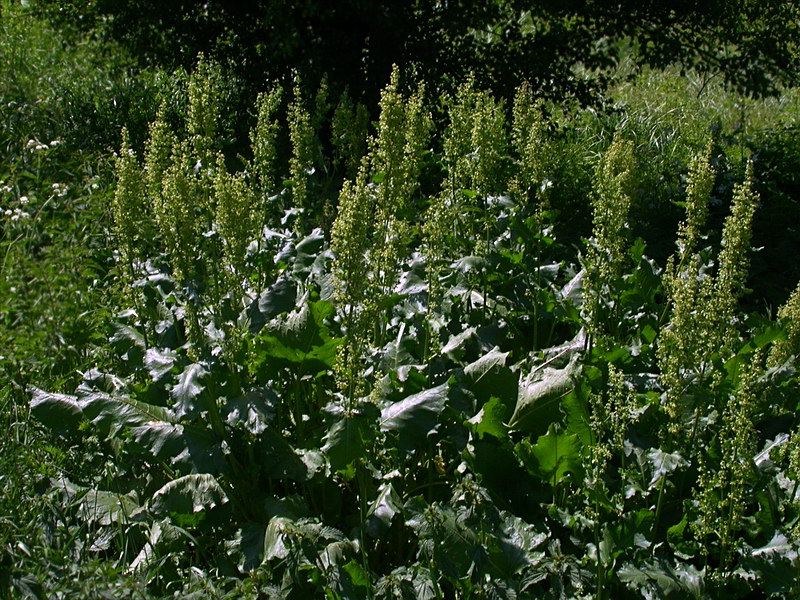 Image of Rumex confertus specimen.