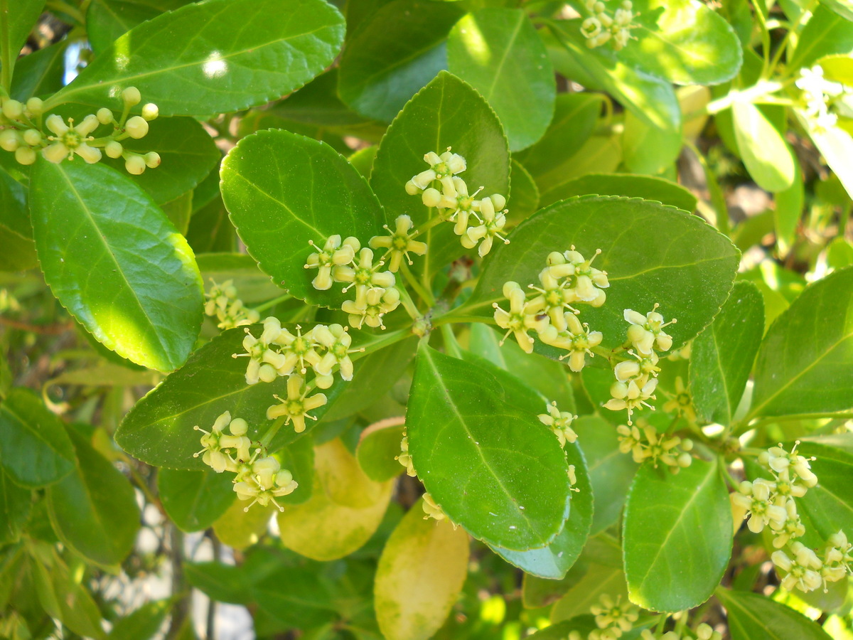 Image of Euonymus japonicus specimen.