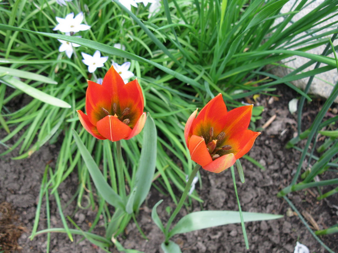 Image of Tulipa hageri specimen.