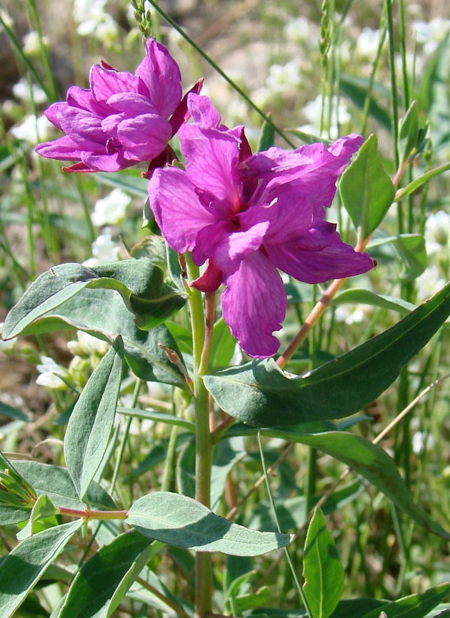 Image of Chamaenerion latifolium specimen.