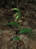 Epipactis persica. Растения с незрелыми плодами. Крым, гора Чатырдаг, буковый лес. 21 июля 2012 г.