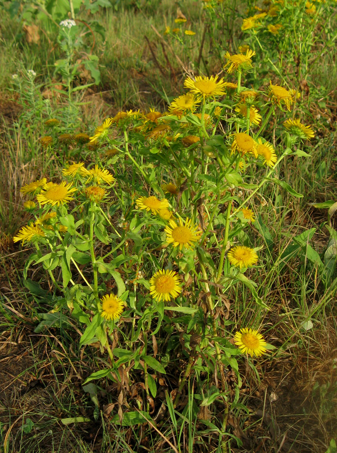 Изображение особи Inula britannica.