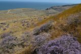 Limonium coriarium. Аспект цветущих растений. Крым, Керченский п-ов, Караларская степь. 03.08.2012.