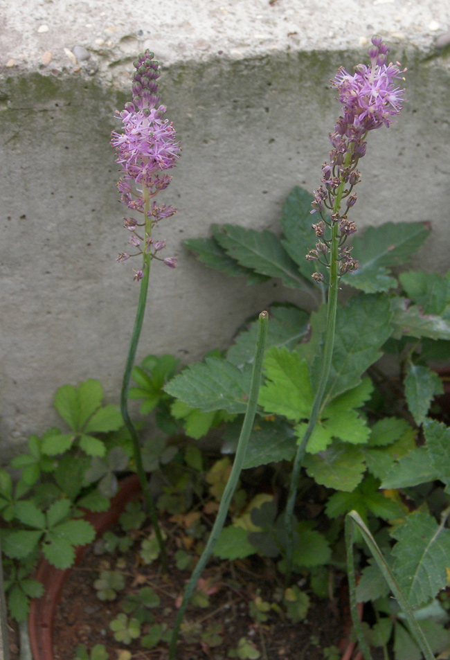 Image of Scilla scilloides specimen.