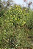 Euphorbia jaxartica