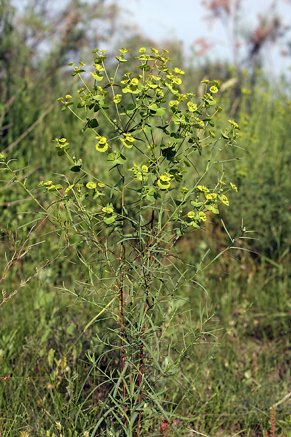 Изображение особи Euphorbia jaxartica.