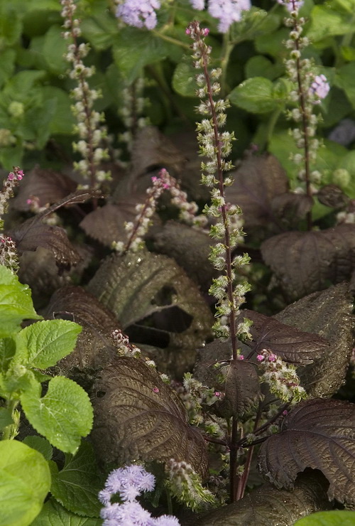 Изображение особи Perilla nankinensis.