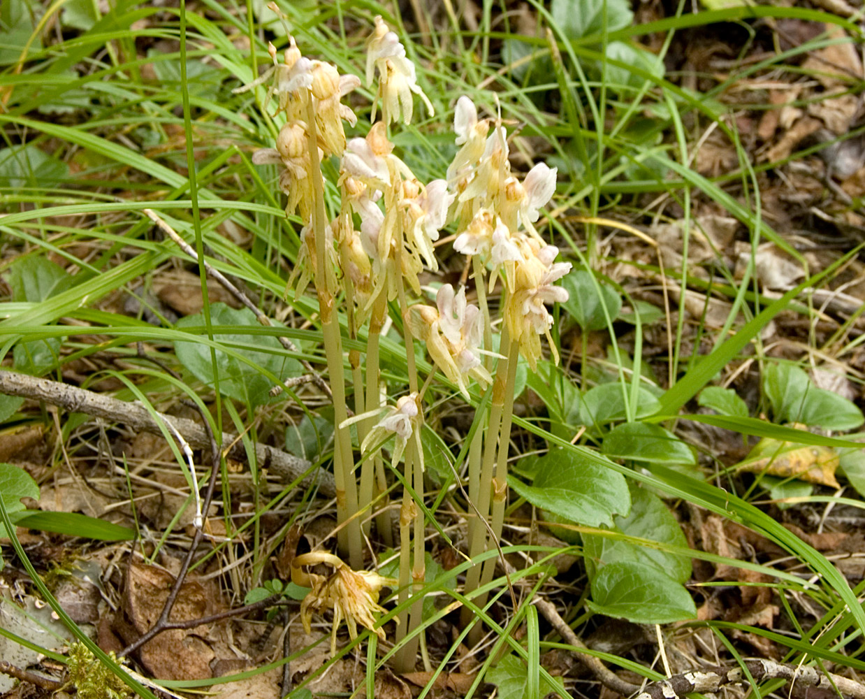 Image of Epipogium aphyllum specimen.