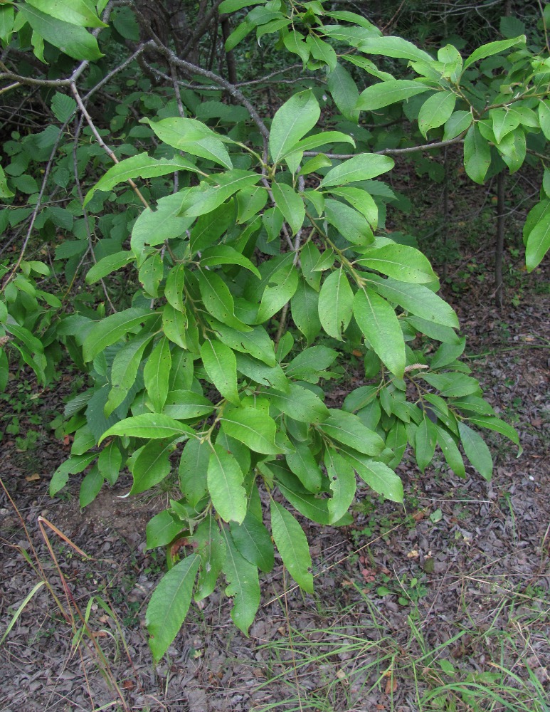 Image of Salix caprea specimen.