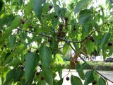 Celtis australis. Ветвь с плодами. Венгрия, Боршод-Абауй-Земплен, территория автозаправки в окрестностях г. Мишкольц. 01.09.2012.