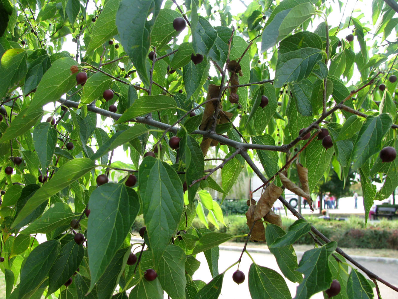 Изображение особи Celtis australis.