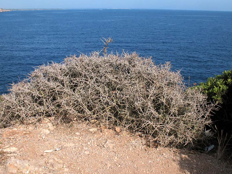 Image of Lycium intricatum specimen.