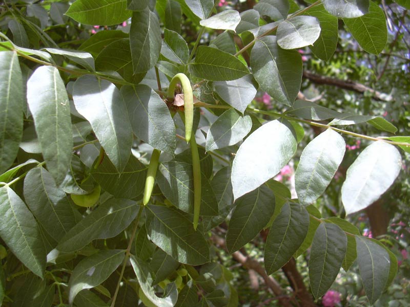 Image of Pistacia palaestina specimen.