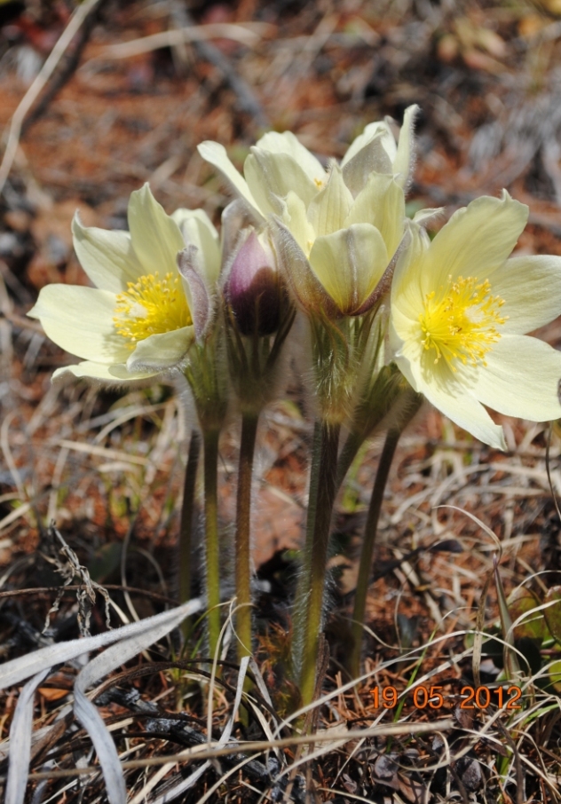 Image of Pulsatilla orientali-sibirica specimen.