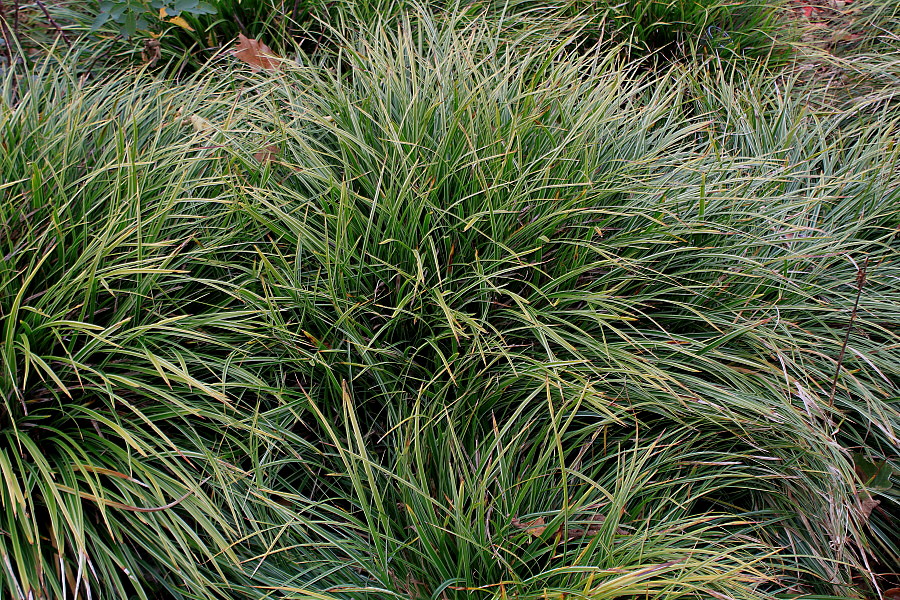 Изображение особи Carex morrowii.