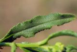 Anchusa ochroleuca