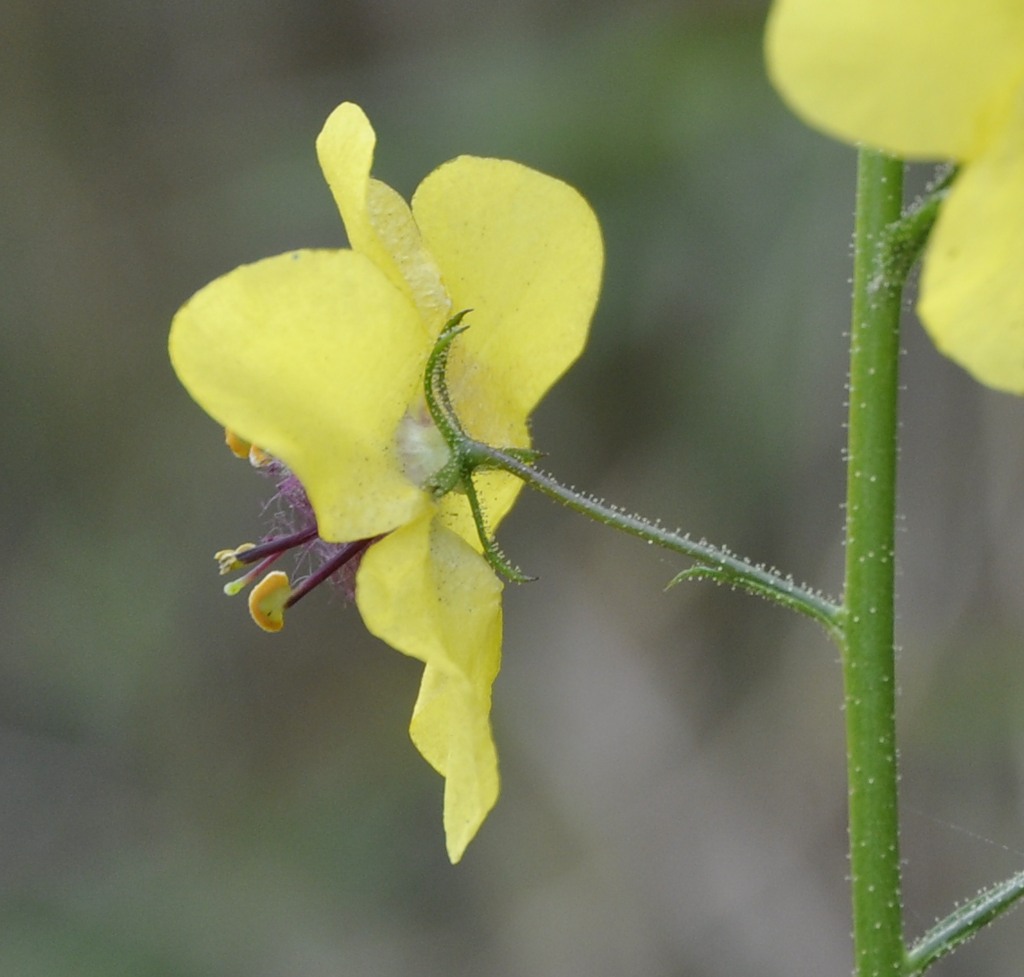 Изображение особи Verbascum blattaria.