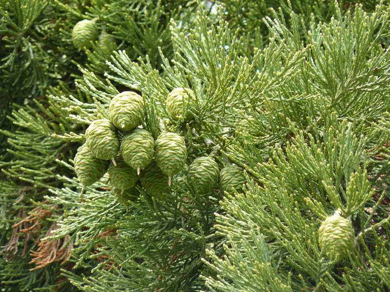 Image of Sequoiadendron giganteum specimen.