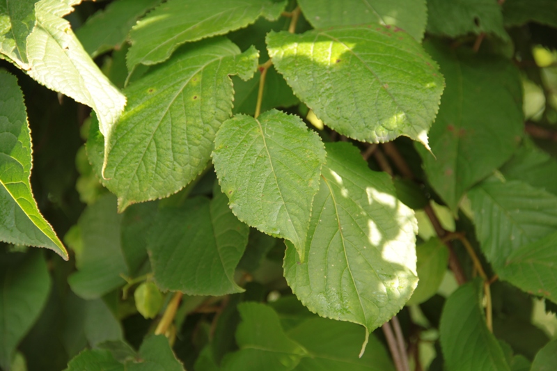 Image of Tripterygium wilfordii specimen.