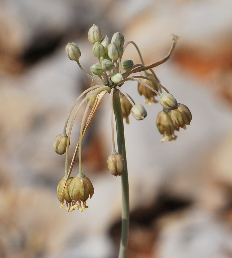 Изображение особи Allium hermoneum.