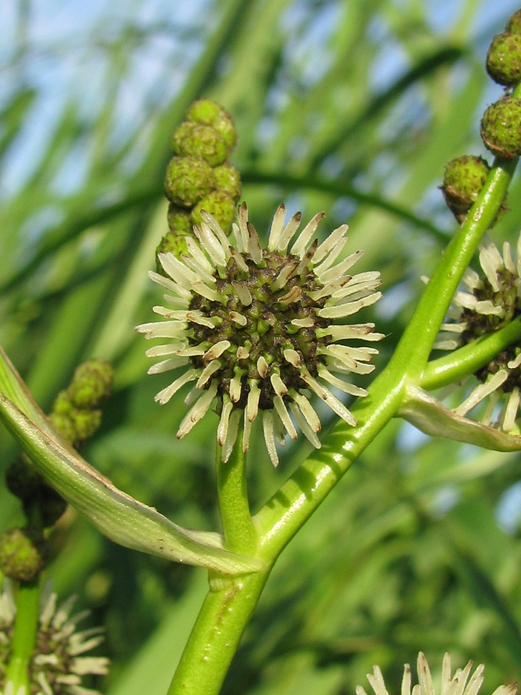 Image of Sparganium erectum specimen.
