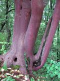 Arbutus andrachne