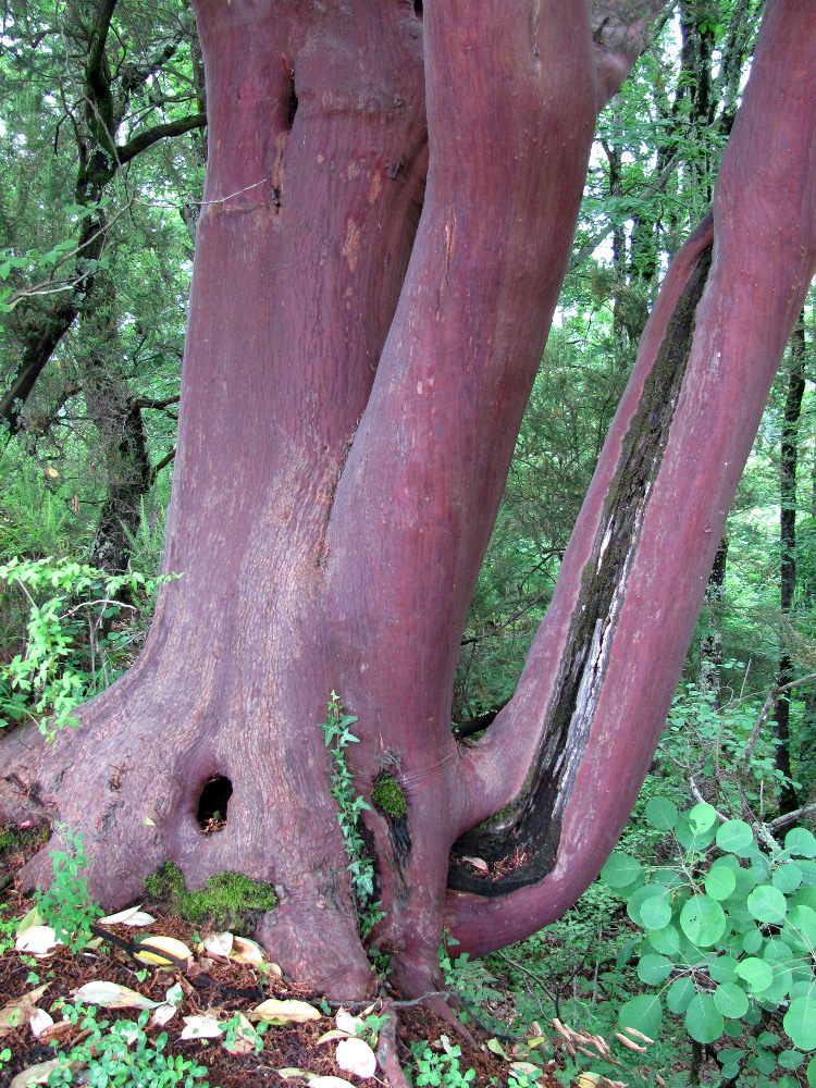 Image of Arbutus andrachne specimen.