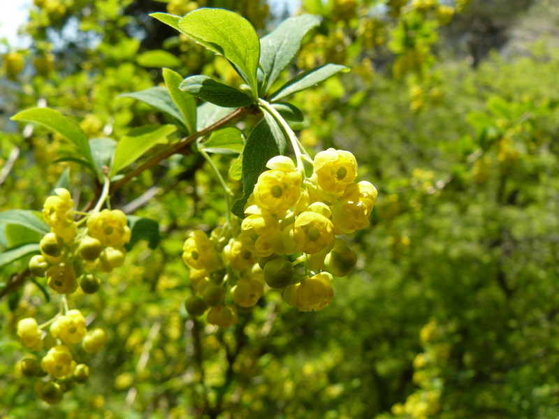 Image of Berberis vulgaris specimen.