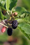 Morus alba. Недозревшие и зрелые соплодия чёрного цвета. Южный Казахстан, нижний Боролдай, 2 км выше пос. Коктюбе. 01.06.2012.