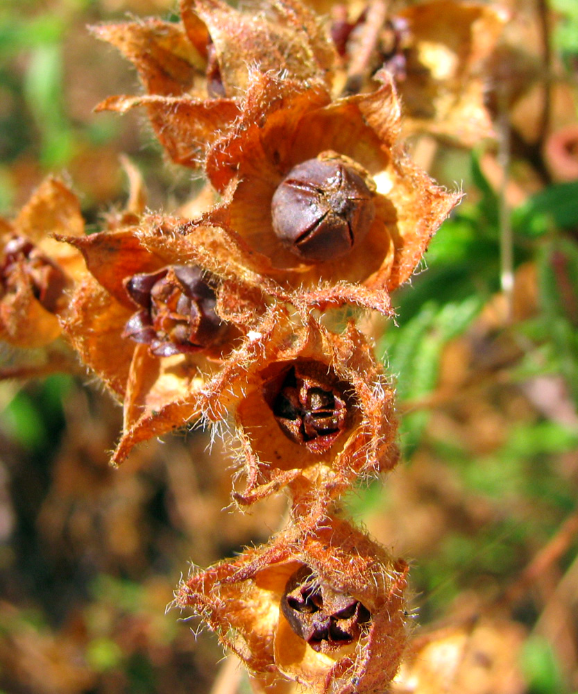 Image of Cistus monspeliensis specimen.