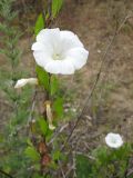 Calystegia sepium