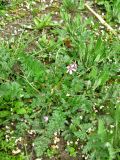 Erodium cicutarium