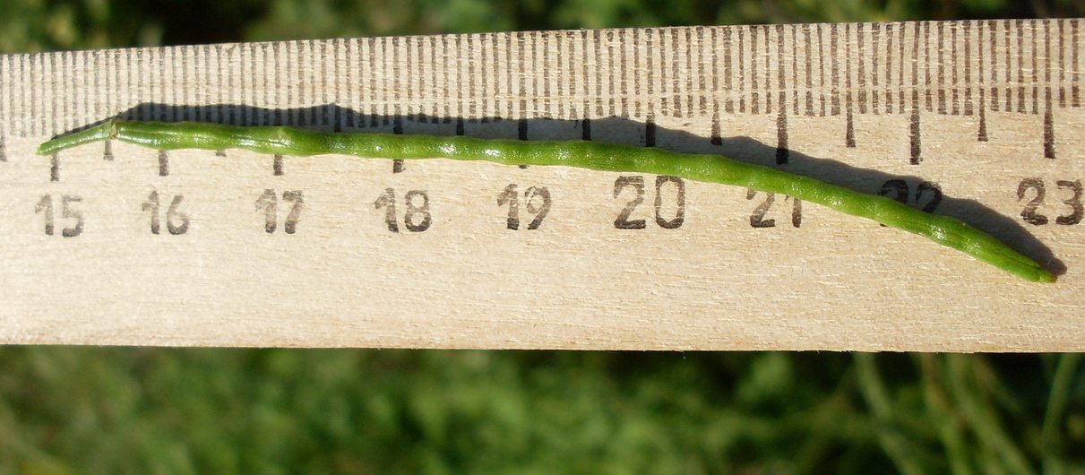 Image of genus Hesperis specimen.
