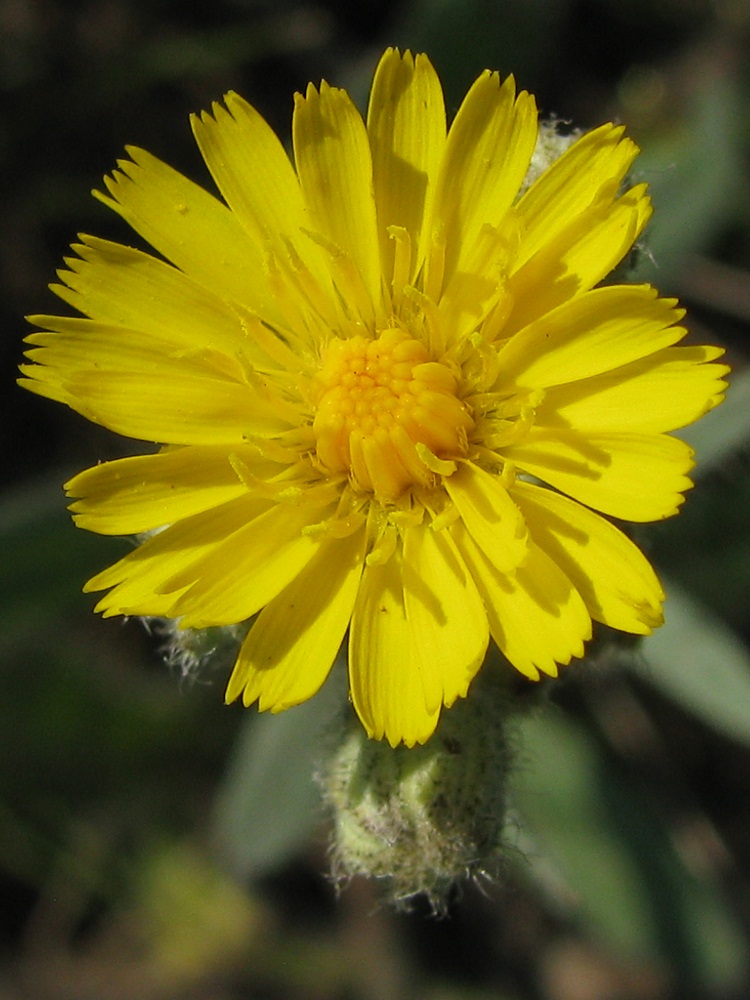 Image of genus Pilosella specimen.